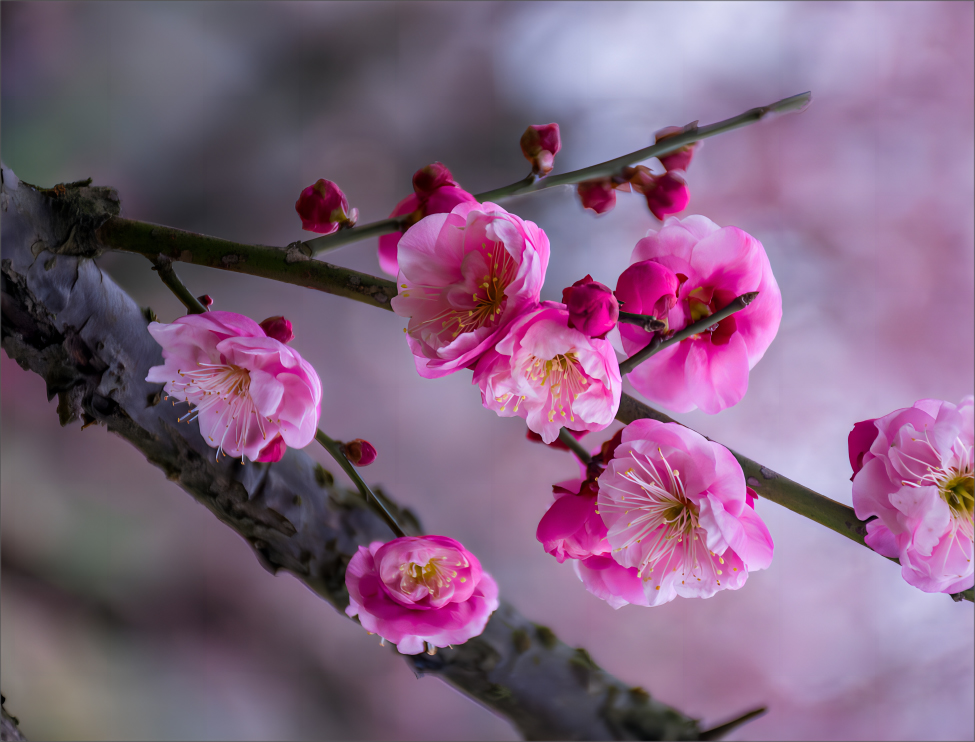 梅花1.jpg
